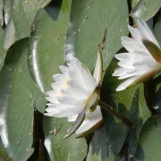 METLIKA 2012 SA_38
