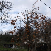 Soska fronta 2012 AP_24