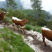 TP TRIGLAV 2013 ATIN_41