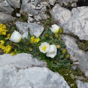 TP TRIGLAV 2013 ATIN_29