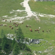 TRIGLAV 2010_11