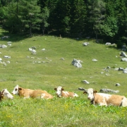 TRIGLAV 2010_5